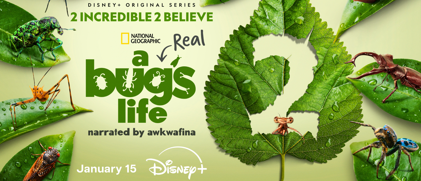 “A Real Bug’s Life,” The Disney+ Original Series From National ...